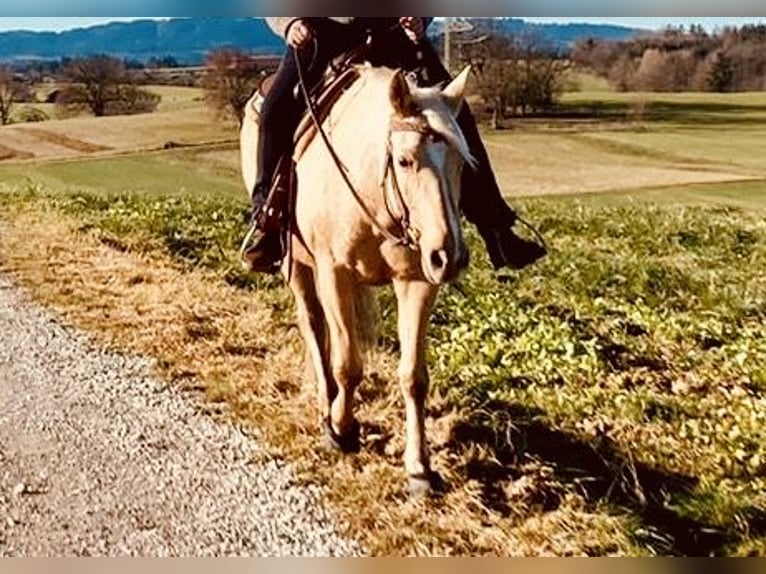 Quarter horse américain Jument 14 Ans 150 cm Palomino in Garmisch-Partenkirchen