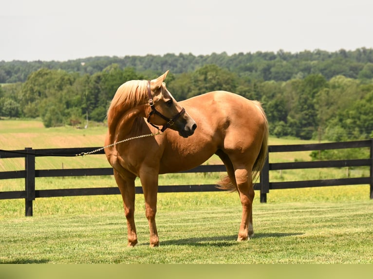 Quarter horse américain Jument 14 Ans 150 cm Palomino in Fredericksburg