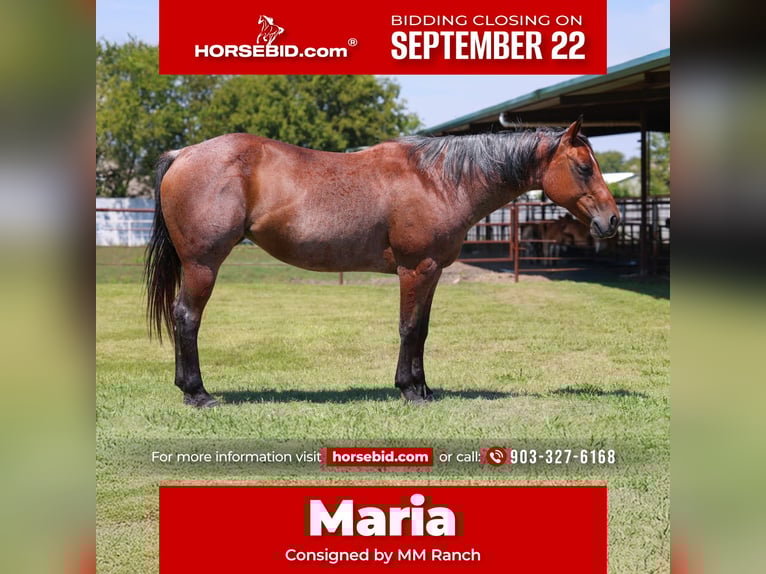 Quarter horse américain Jument 14 Ans 150 cm Roan-Bay in Forney