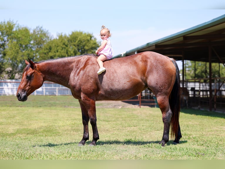 Quarter horse américain Jument 14 Ans 150 cm Roan-Bay in Forney
