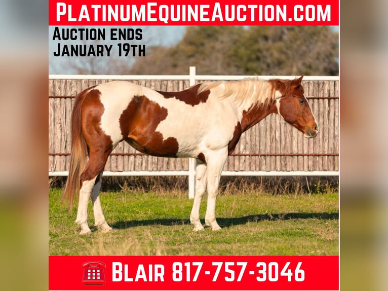 Quarter horse américain Jument 14 Ans 152 cm Alezan brûlé in Weatherford TX