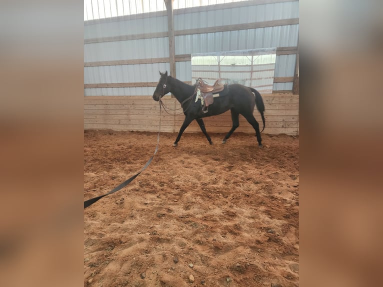 Quarter horse américain Croisé Jument 14 Ans 152 cm Bai cerise in Jefferson