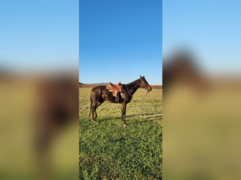 Quarter horse américain Croisé Jument 14 Ans 152 cm Bai cerise in Jefferson