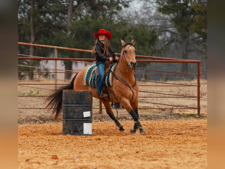 Quarter horse américain Jument 14 Ans 152 cm Buckskin in Quitman