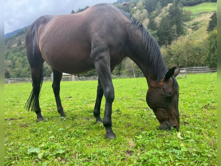 Quarter horse américain Jument 14 Ans 153 cm in Sankt Leonhard in Passeier