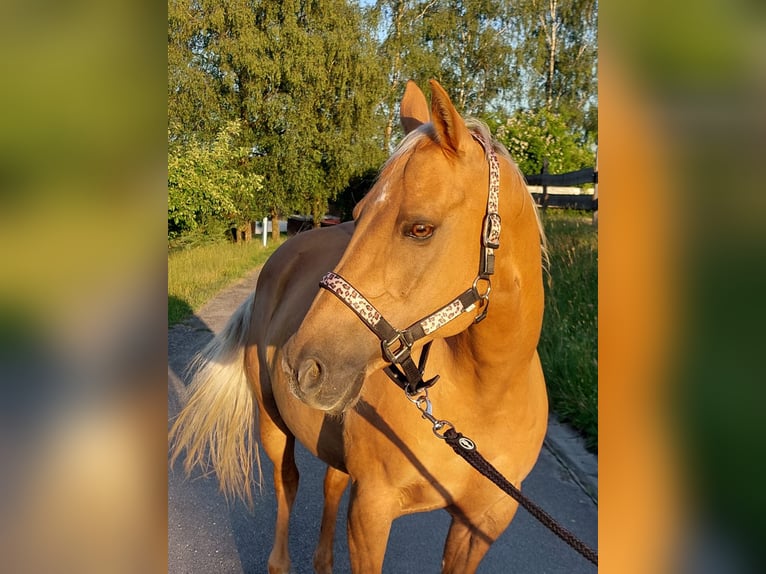 Quarter horse américain Jument 14 Ans 153 cm Palomino in Vilshofen