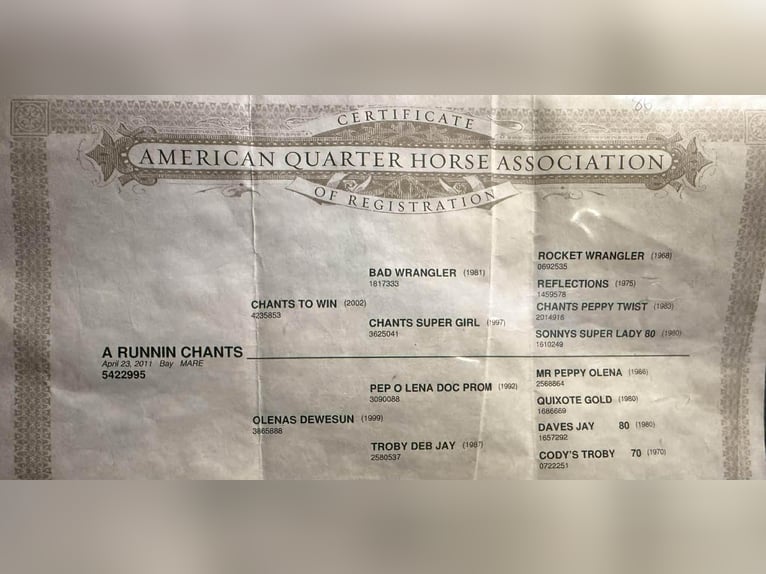 Quarter horse américain Jument 14 Ans 155 cm Bai cerise in pOOLVILLE tx