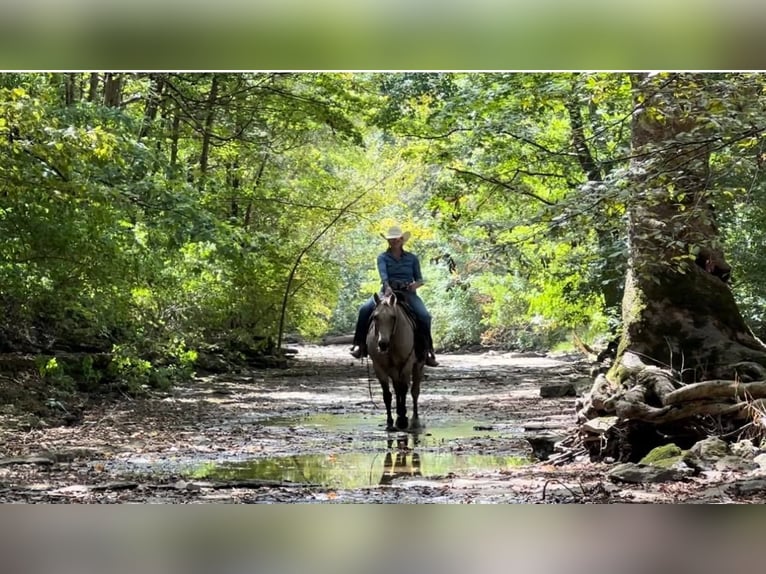 Quarter horse américain Jument 14 Ans 155 cm Buckskin in Versailles KY