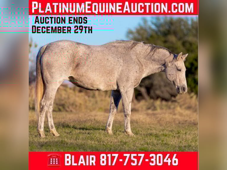 Quarter horse américain Jument 14 Ans 155 cm Gris in Weatherford TX