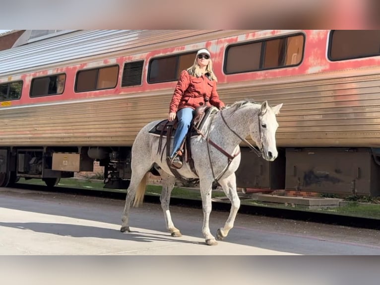 Quarter horse américain Jument 14 Ans 155 cm Gris in Weatherford TX