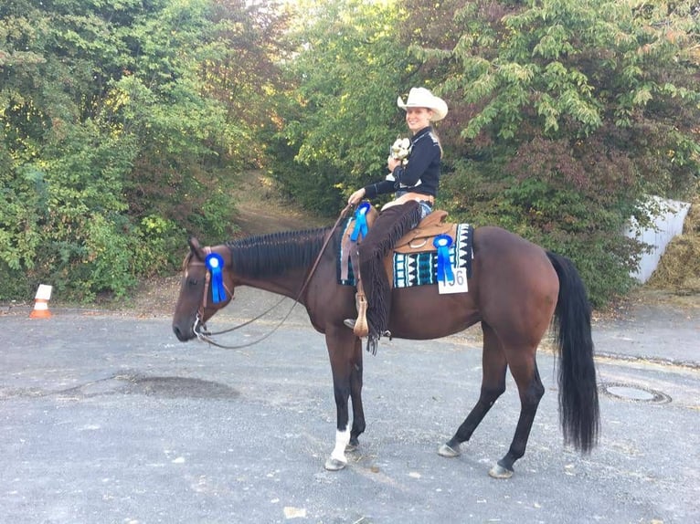 Quarter horse américain Jument 14 Ans 156 cm Bai in Peiting