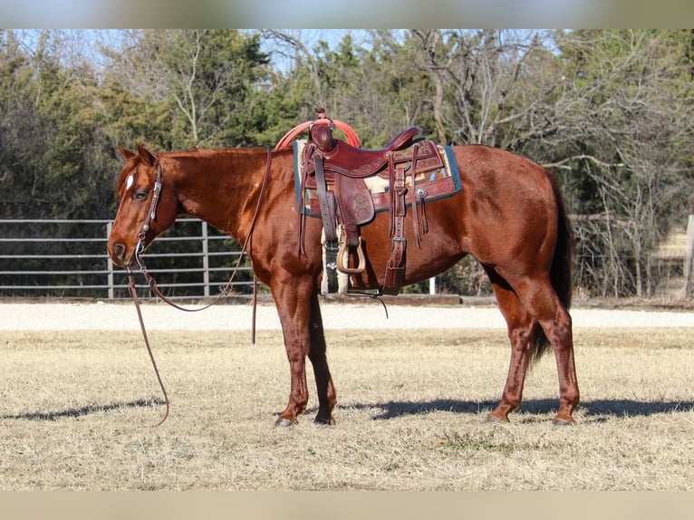 Quarter horse américain Jument 14 Ans Alezan cuivré in Burleson, TX