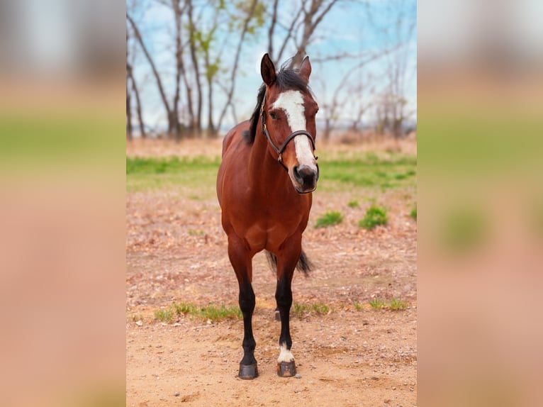 Quarter horse américain Jument 14 Ans Bai cerise in Longmont