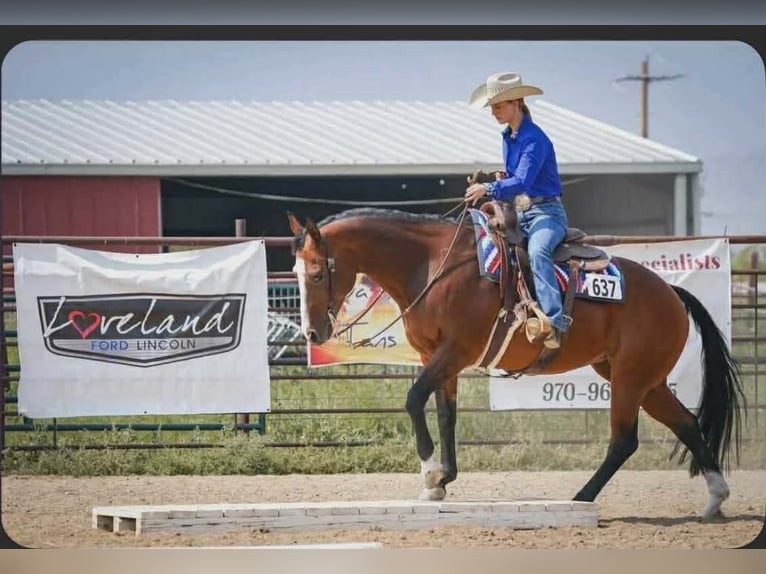 Quarter horse américain Jument 14 Ans Bai cerise in Longmont
