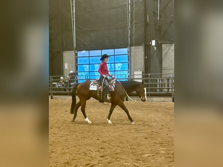 Quarter horse américain Jument 14 Ans Bai cerise in Longmont