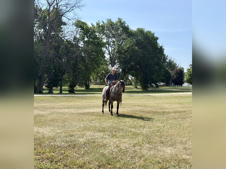 Quarter horse américain Jument 14 Ans Roan-Bay in Cannon Falls