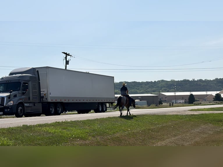 Quarter horse américain Jument 14 Ans Roan-Bay in Cannon Falls