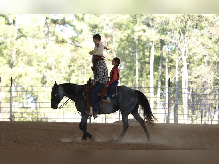 Quarter horse américain Jument 14 Ans Rouan Bleu in Bee Branch