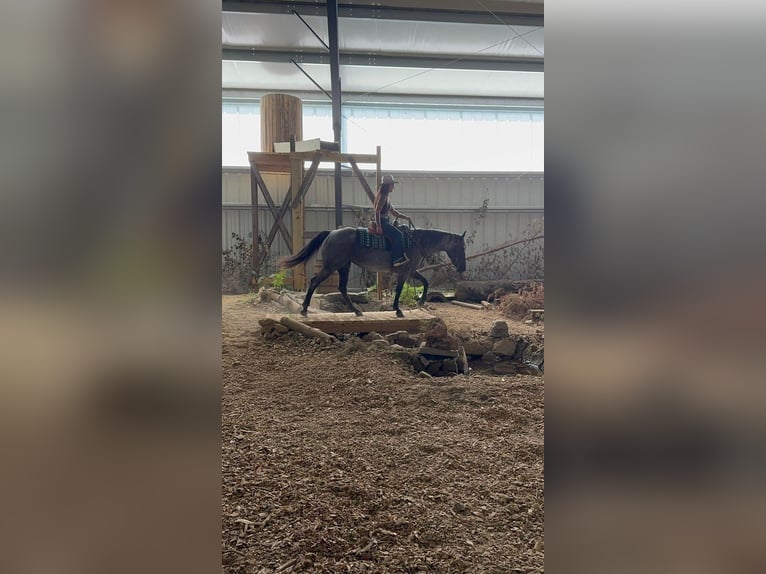 Quarter horse américain Jument 14 Ans Rouan Bleu in Fowler