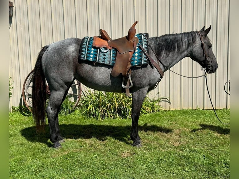 Quarter horse américain Jument 14 Ans Rouan Bleu in Fowler