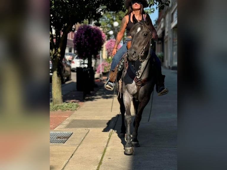 Quarter horse américain Jument 14 Ans Rouan Bleu in Fowler