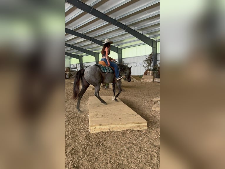 Quarter horse américain Jument 14 Ans Rouan Bleu in Fowler