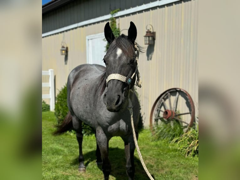 Quarter horse américain Jument 14 Ans Rouan Bleu in Fowler