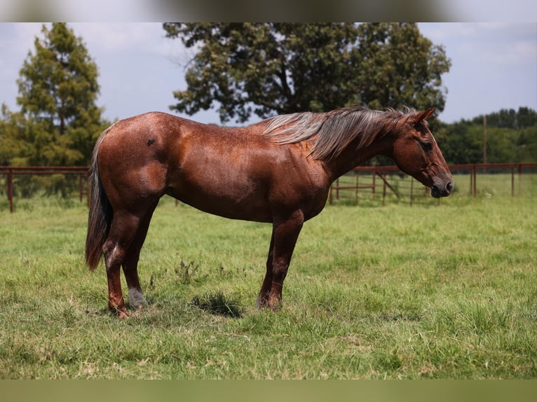 Quarter horse américain Jument 14 Ans Rouan Rouge in Canton TX