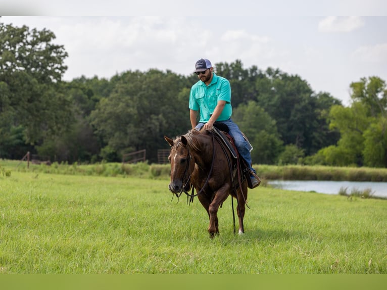 Quarter horse américain Jument 14 Ans Rouan Rouge in Canton TX