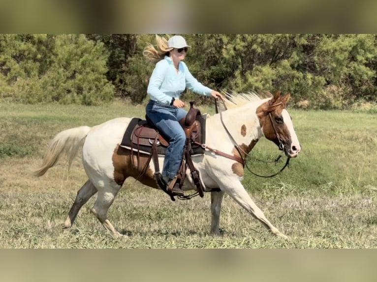 Quarter horse américain Jument 14 Ans Tobiano-toutes couleurs in Weatherford TX