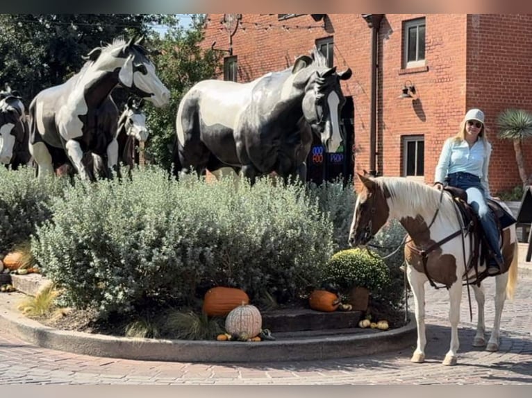 Quarter horse américain Jument 14 Ans Tobiano-toutes couleurs in Weatherford TX