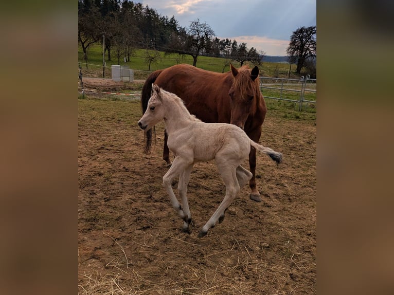 Quarter horse américain Jument 14 Ans  in Neukirchen bei Sulzbach-Rosenberg