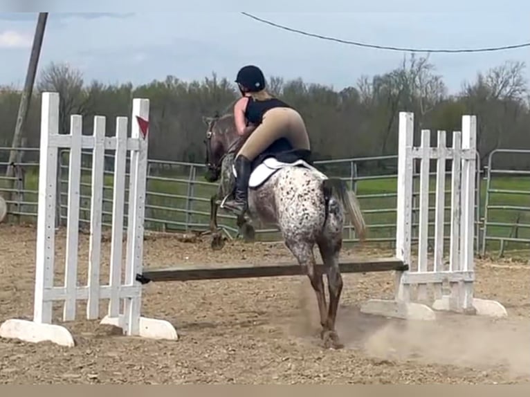 Quarter horse américain Jument 15 Ans 137 cm Alezan brûlé in Borden IN