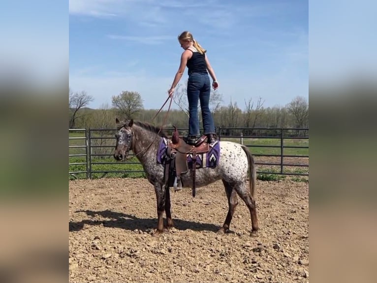 Quarter horse américain Jument 15 Ans 137 cm Alezan brûlé in Borden IN