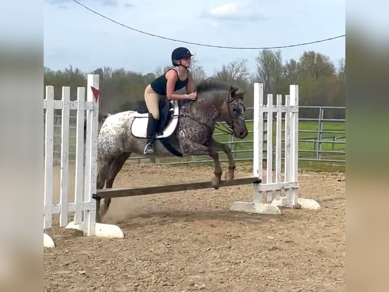 Quarter horse américain Jument 15 Ans 137 cm Alezan brûlé in Borden IN