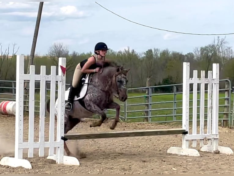 Quarter horse américain Jument 15 Ans 137 cm Alezan brûlé in Borden IN