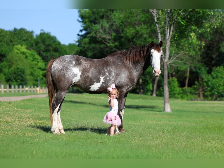 Quarter horse américain Jument 15 Ans 142 cm Pinto in Forney