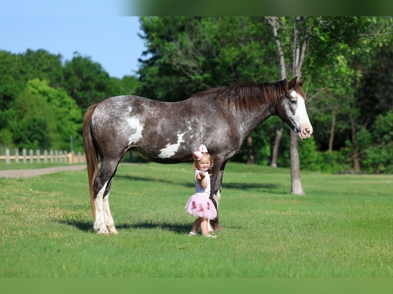 Quarter horse américain Jument 15 Ans 142 cm Pinto in Forney