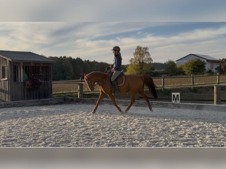 Quarter horse américain Croisé Jument 15 Ans 145 cm Alezan in Regensburg