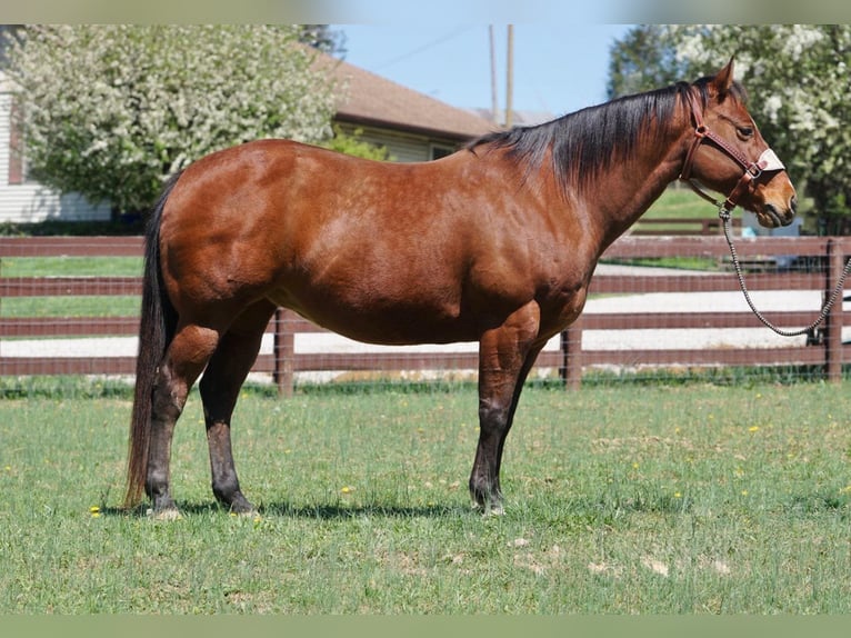 Quarter horse américain Jument 15 Ans 147 cm Bai cerise in Rineyville KY