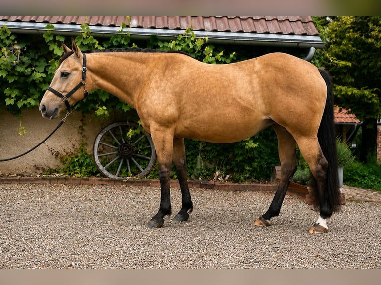 Quarter horse américain Jument 15 Ans 147 cm Buckskin in Bad Zwesten