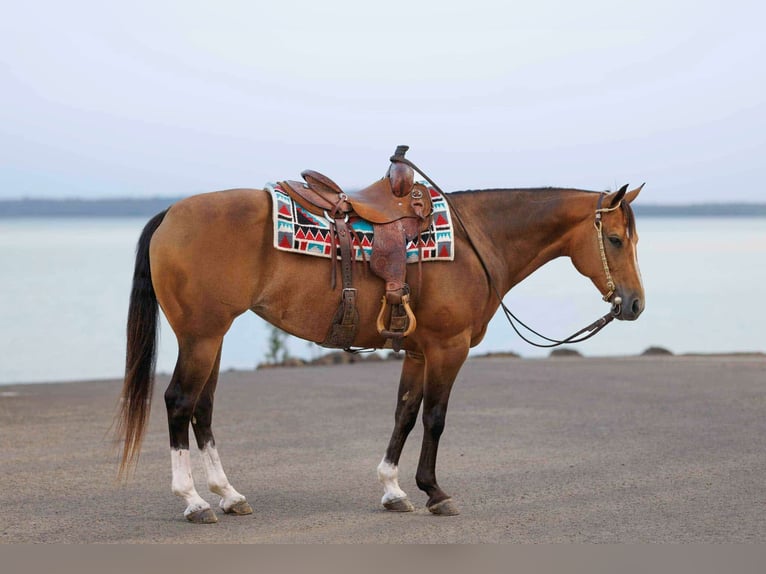 Quarter horse américain Jument 15 Ans 147 cm Buckskin in Quitman