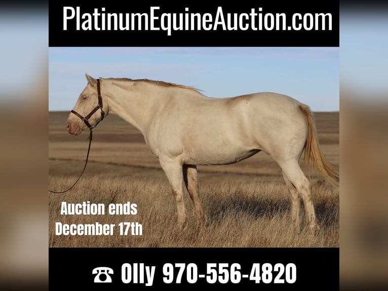 Quarter horse américain Jument 15 Ans 147 cm Cremello in Nunn Co