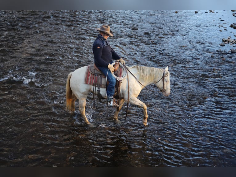 Quarter horse américain Jument 15 Ans 147 cm Cremello in Nunn Co