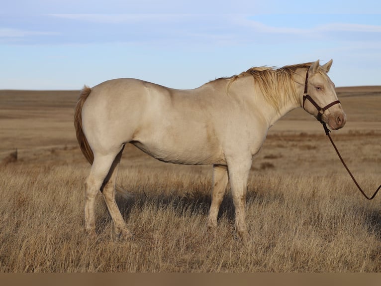 Quarter horse américain Jument 15 Ans 147 cm Cremello in Nunn Co