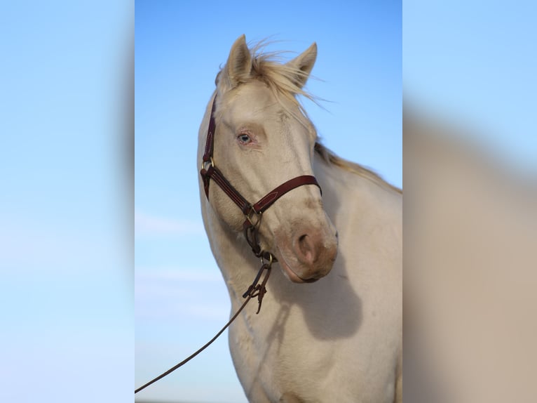 Quarter horse américain Jument 15 Ans 147 cm Cremello in Nunn Co