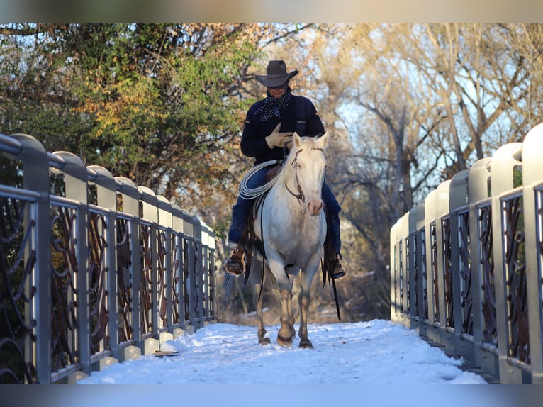 Quarter horse américain Jument 15 Ans 147 cm Cremello in Nunn Co