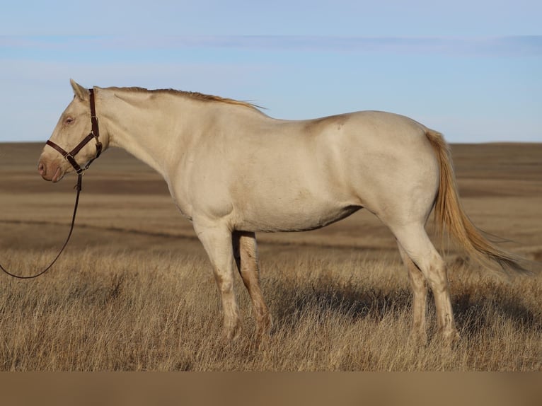 Quarter horse américain Jument 15 Ans 147 cm Cremello in Nunn Co