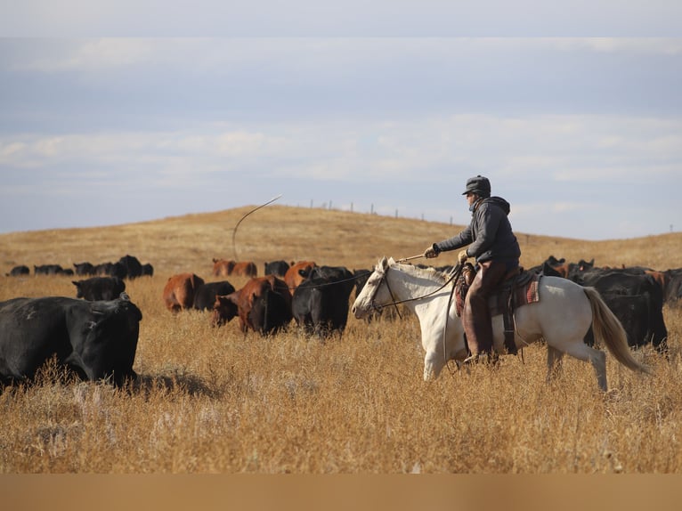 Quarter horse américain Jument 15 Ans 147 cm Cremello in Nunn Co