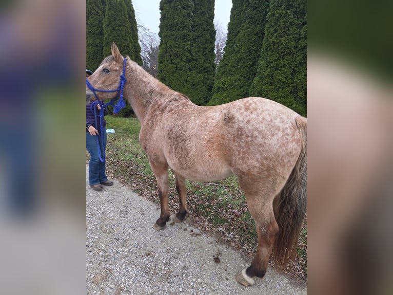 Quarter horse américain Jument 15 Ans 147 cm Rouan Rouge in Walbridge, Ohio